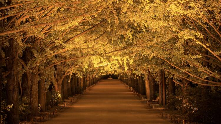 Showa Kinen Park: Autumn Leaves & Evening Light-up