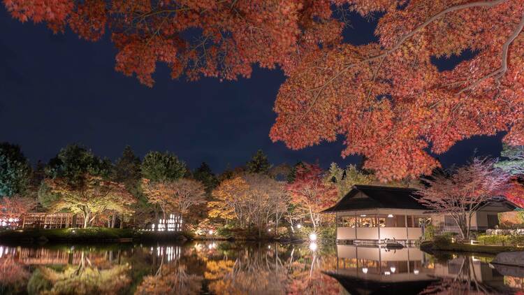 Showa Kinen Park: Autumn Leaves & Evening Light-up