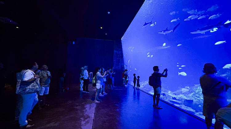 Gran Acuario Mazatlán: Mar de Cortés 