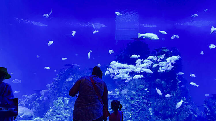 Gran Acuario Mazatlán: Mar de Cortés 