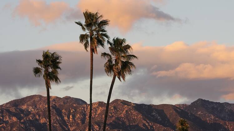 Palm trees in the wind