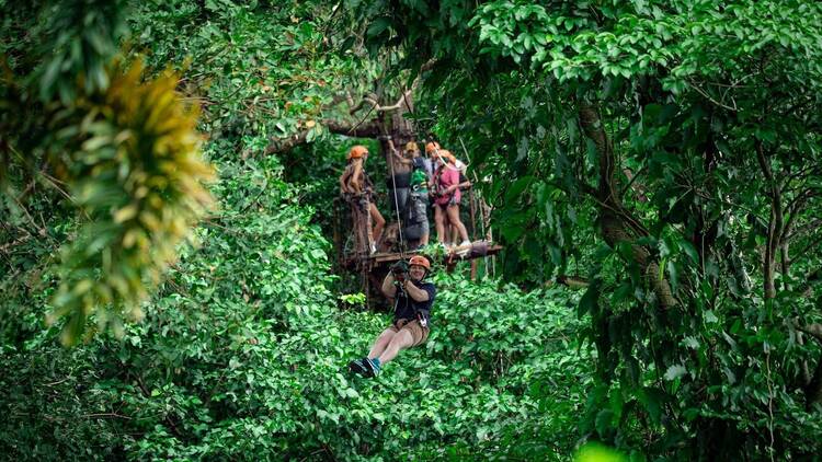 Tree Bridge Zipline