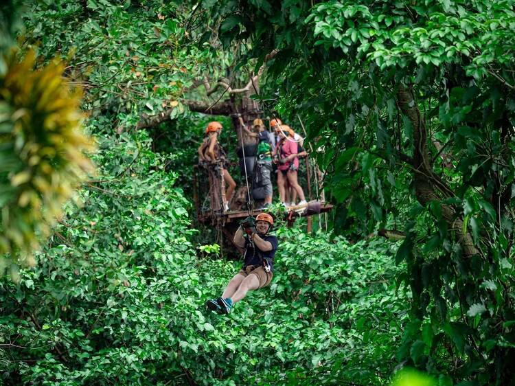 Tree Bridge Zipline