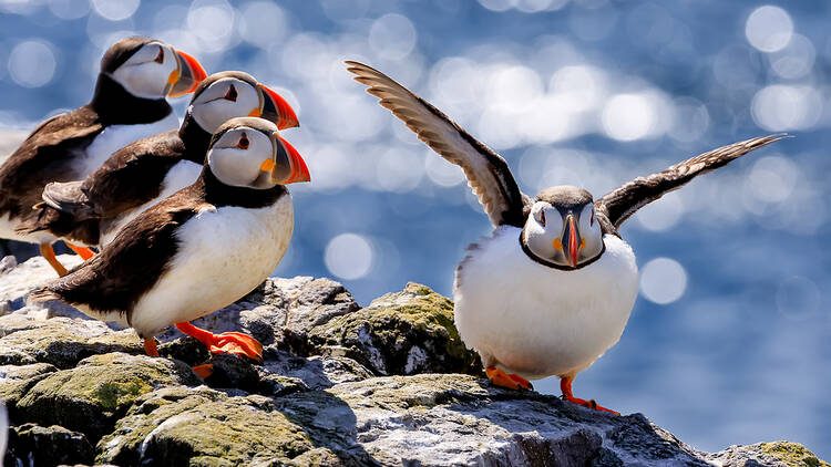 A group of puffins on the rocks on the Farne Islands, with the sun-lit sea behind them.