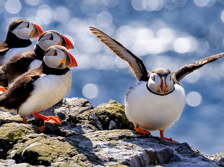 This beloved bird population is now officially ‘stable’ in the UK