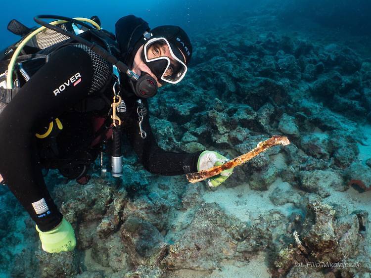 Diver finds rare bone off Vis island