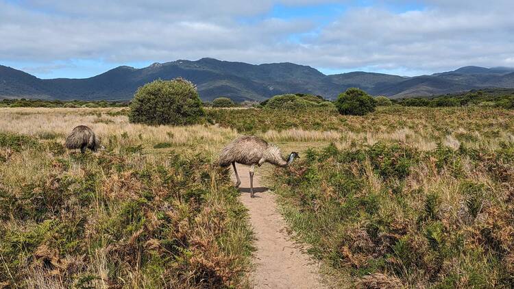 An emu crossing a walking path in an open grass field, with mountains in the background. 