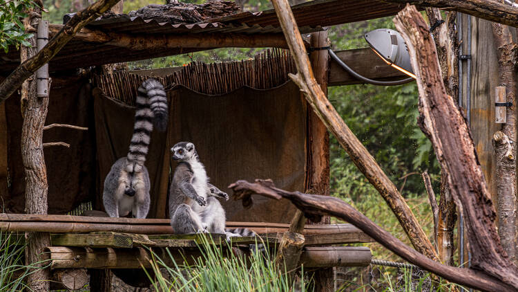 Go wild at London Zoo