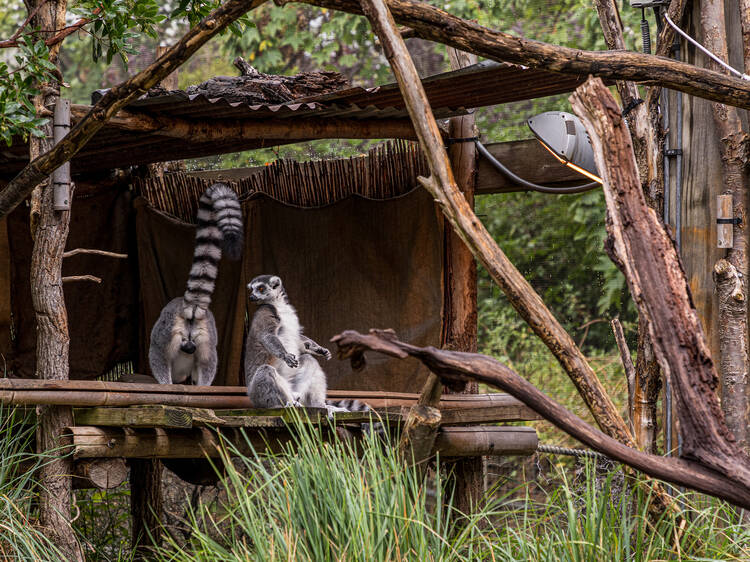 Go wild at London Zoo