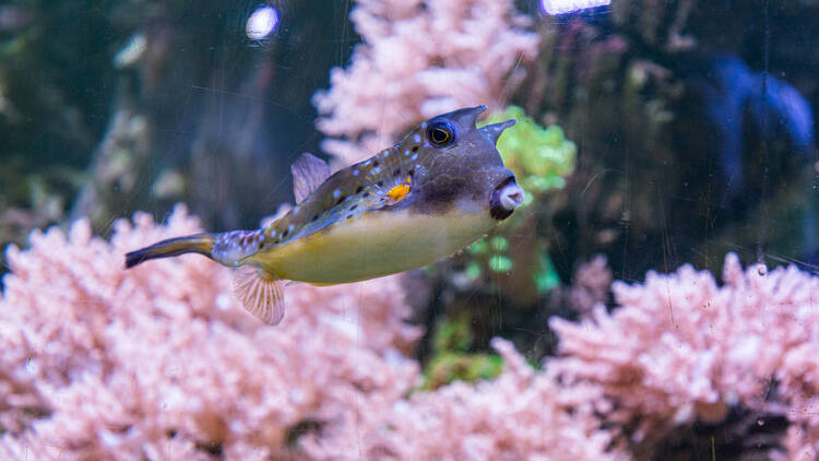 Come face-to-fish with a jellyfish shoal at the Horniman Museum