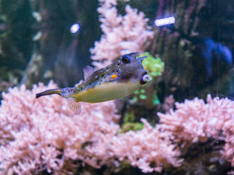 Come face-to-fish with a jellyfish shoal at the Horniman Museum