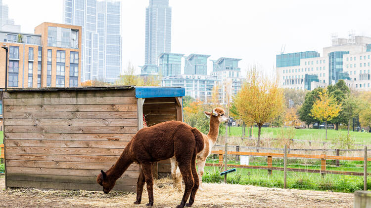 Pet a cute animal at a city farm