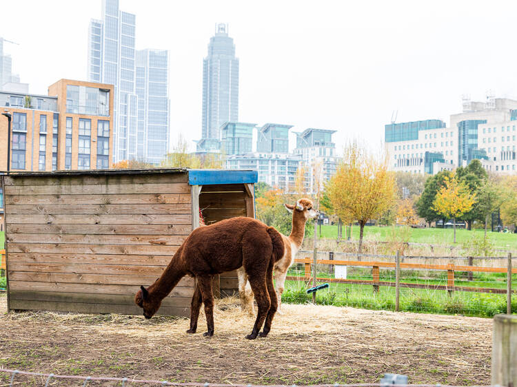 Admire an alpaca at a city farm