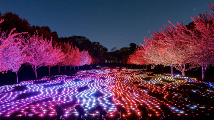 Lightscape at the Brooklyn Botanic Garden