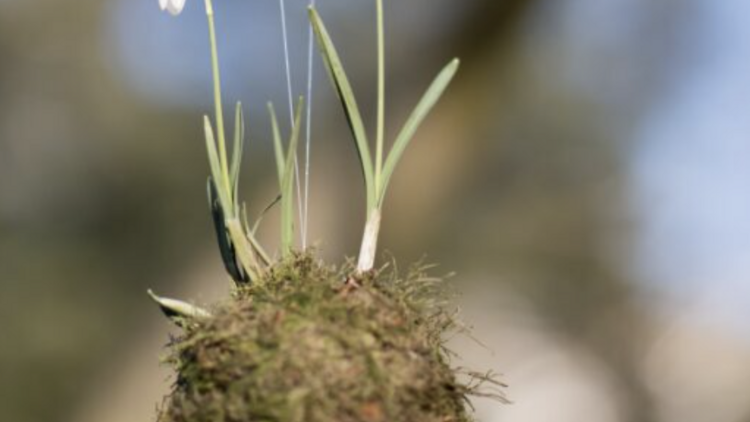 Chelsea Physic Garden  snowdrop workshop 