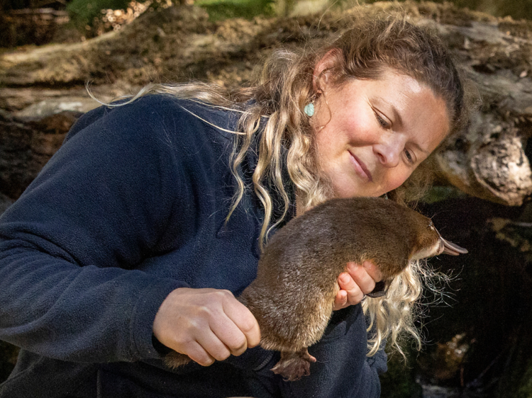 Feel-good news: a young platypus has been returned to the wild after ten months of rehabilitation