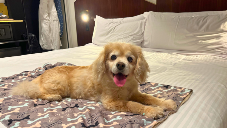 Dog lying on bed with tongue out