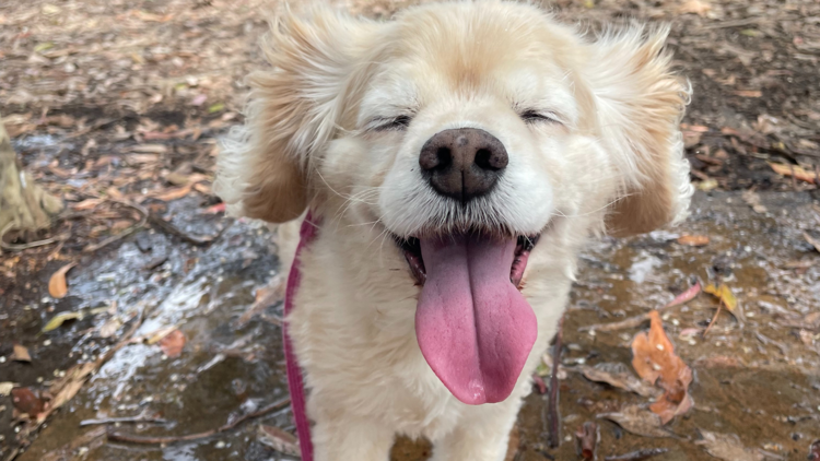 Dog with tongue out