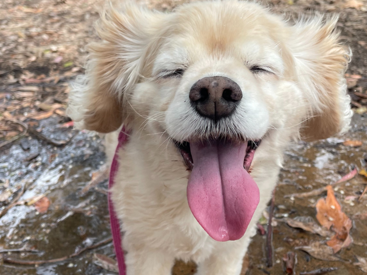 Almost half of Sydney’s suburbs have more dogs than children – do you live in one of them?