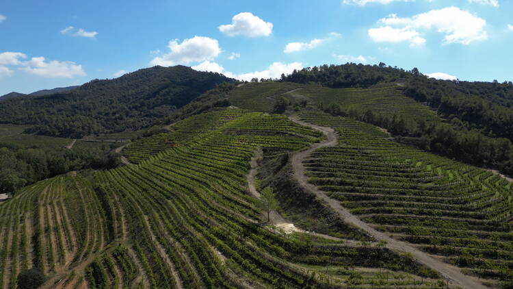 DOQ PRIORAT: Una celebridad mundial