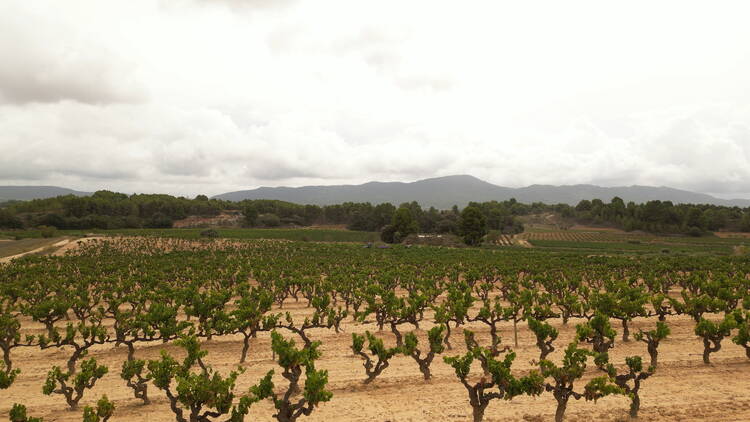 DO CONCA DE BARBERÀ: Vinos como una catedral