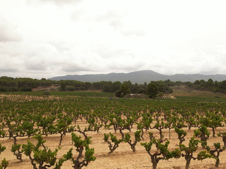 DO CONCA DE BARBERÀ: Vins com una catedral