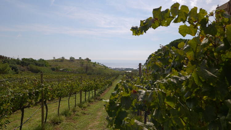 DO ALELLA: Pequeños grandes vinos