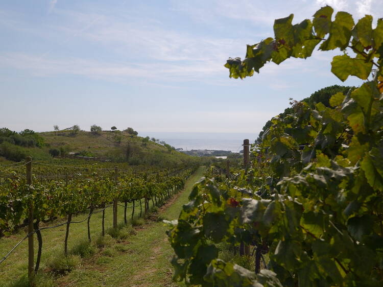 DO ALELLA: Pequeños grandes vinos