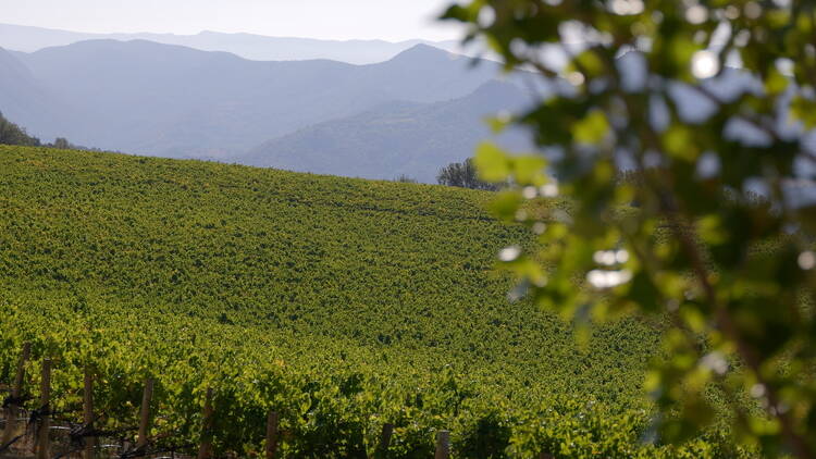 DO COSTERS DEL SEGRE: Vinos poliédricos