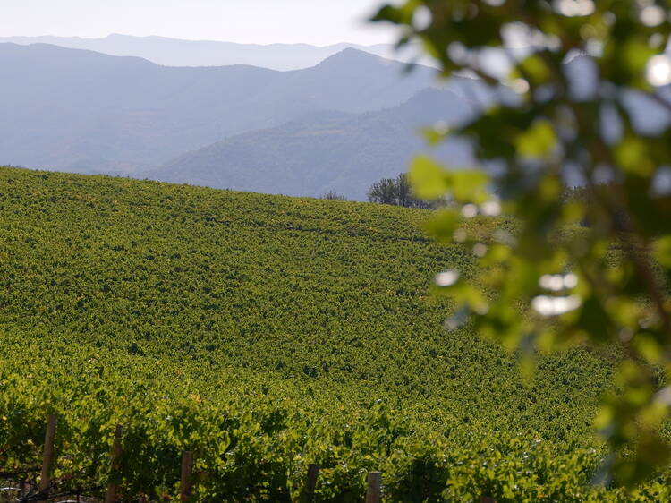 DO COSTERS DEL SEGRE: Vinos poliédricos