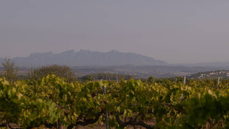 DO PENEDÈS: La experiencia es un grado