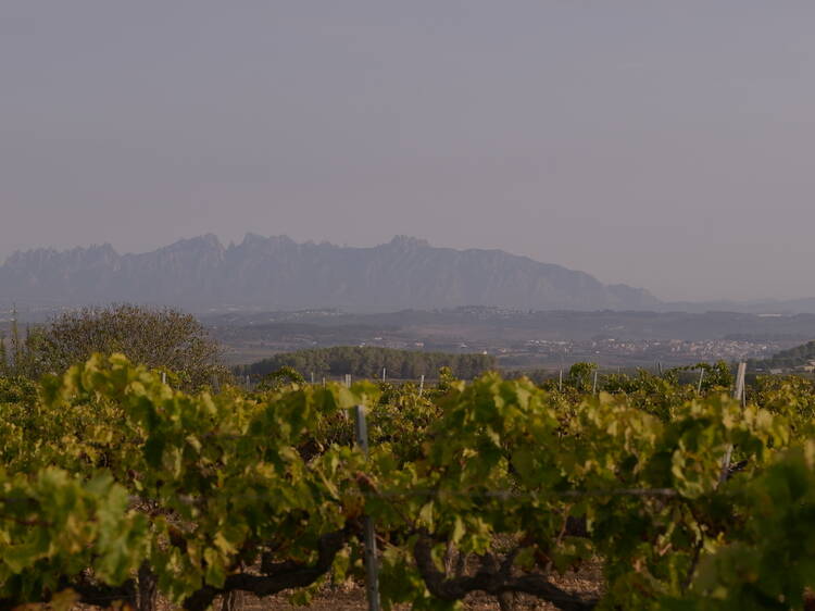 DO PENEDÈS: L’experiència és un grau