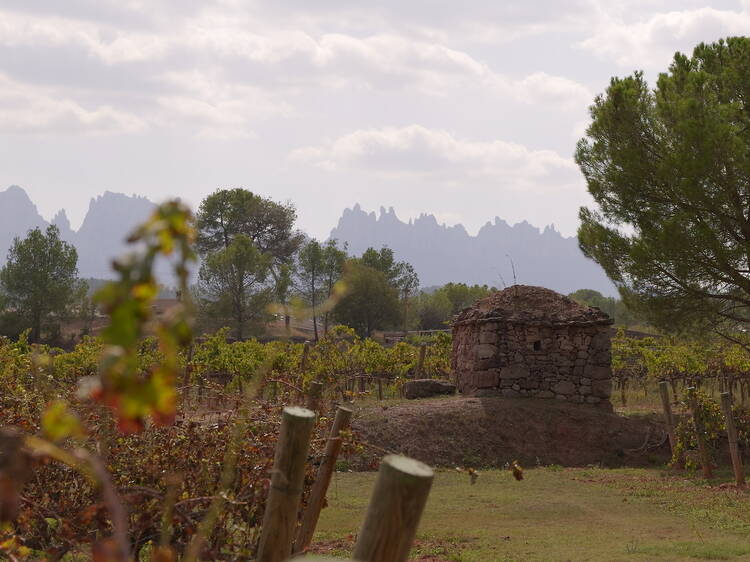 DO PLA DE BAGES: La familia unida