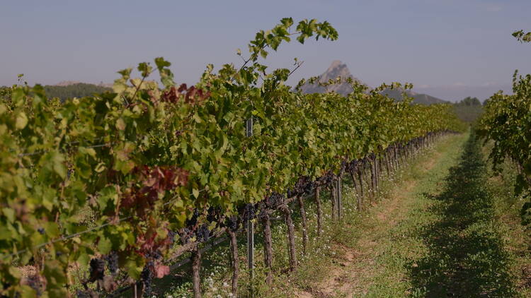 DO TERRA ALTA: Garnatxa al poder