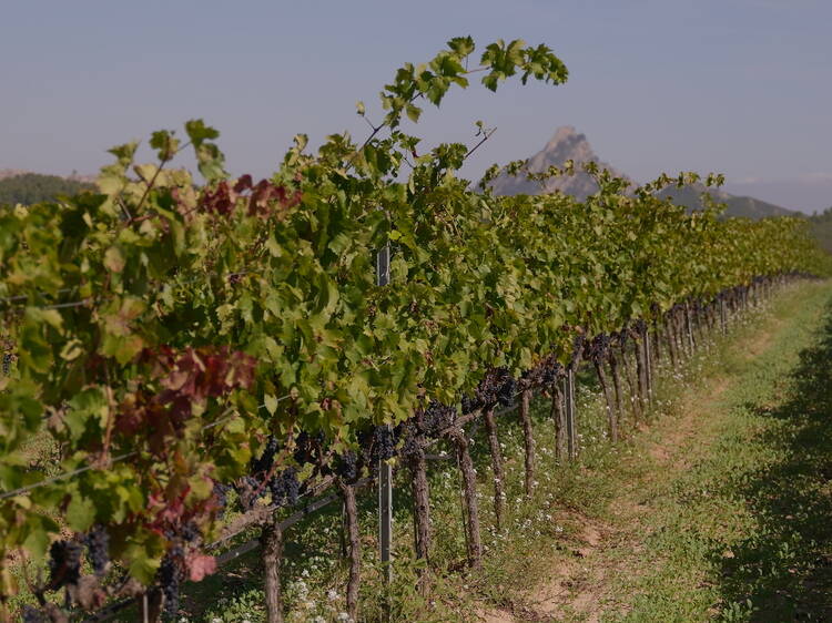 DO TERRA ALTA: Garnatxa al poder