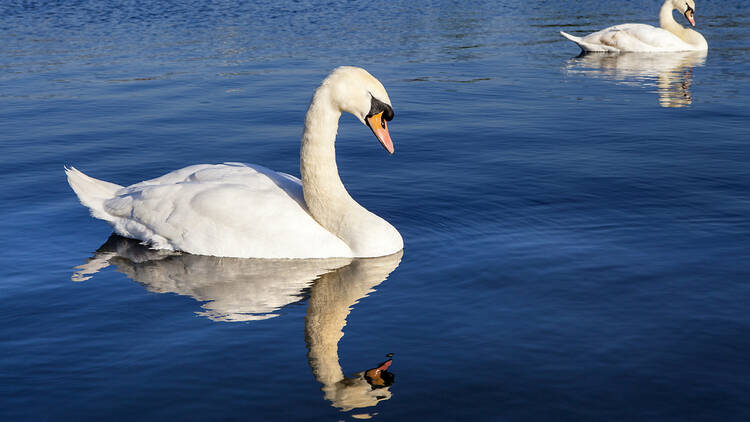 Swans on the Round Pond in London