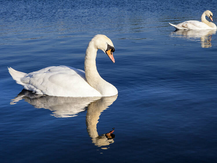 The grim reason so many swans are dying in London