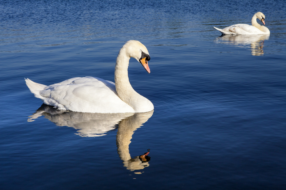 The grim reason so many swans are dying in London at the moment