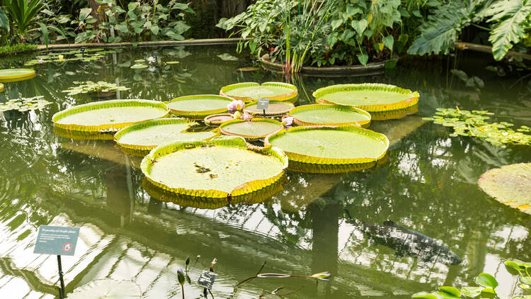 Kew Gardens (Photograph: Laura Gallant for Time Out)