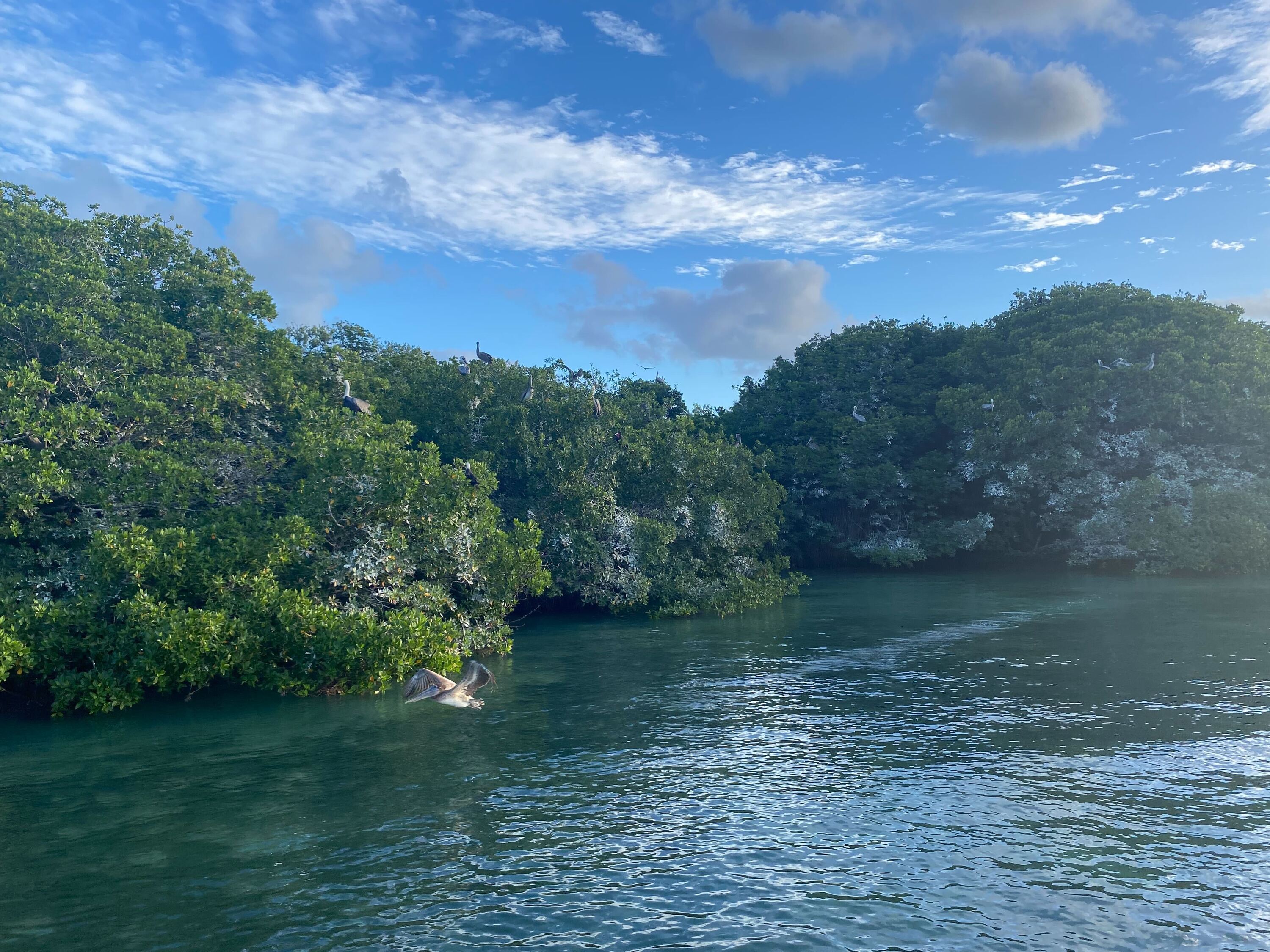 Pelican Harbor Seabird Cruise