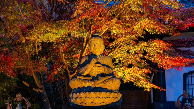 Kamakura Hasedera Autumn Light-up