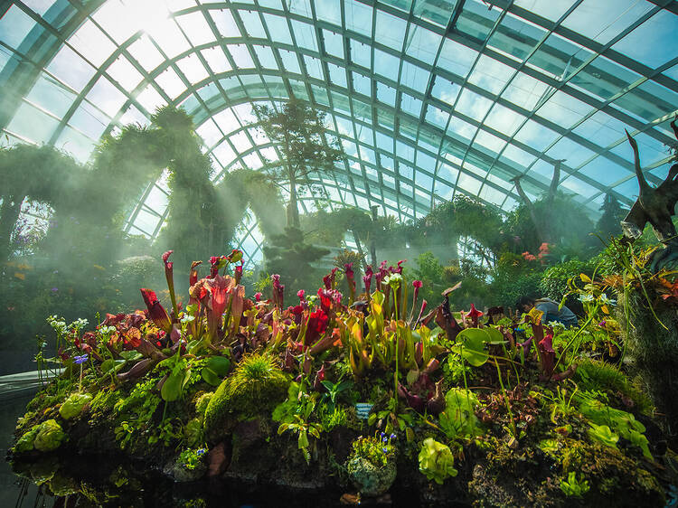 Step into a floral wonderland at Flower Dome