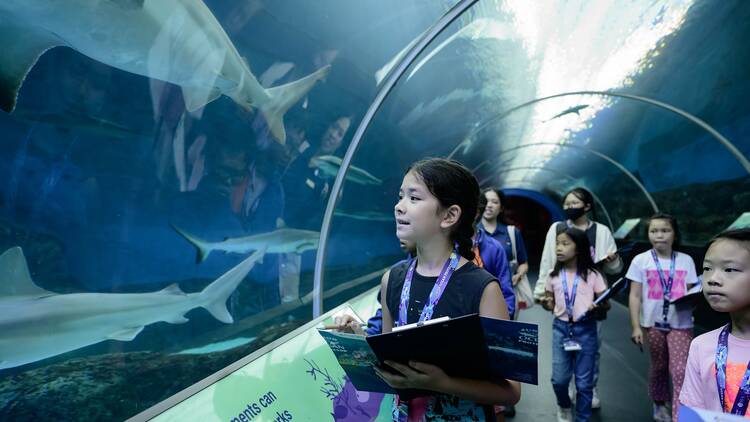 Learn about marine animals at S.E.A. Aquarium