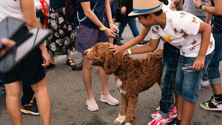 Mingle with animals at SPCA Singapore