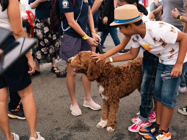 Mingle with animals at SPCA Singapore