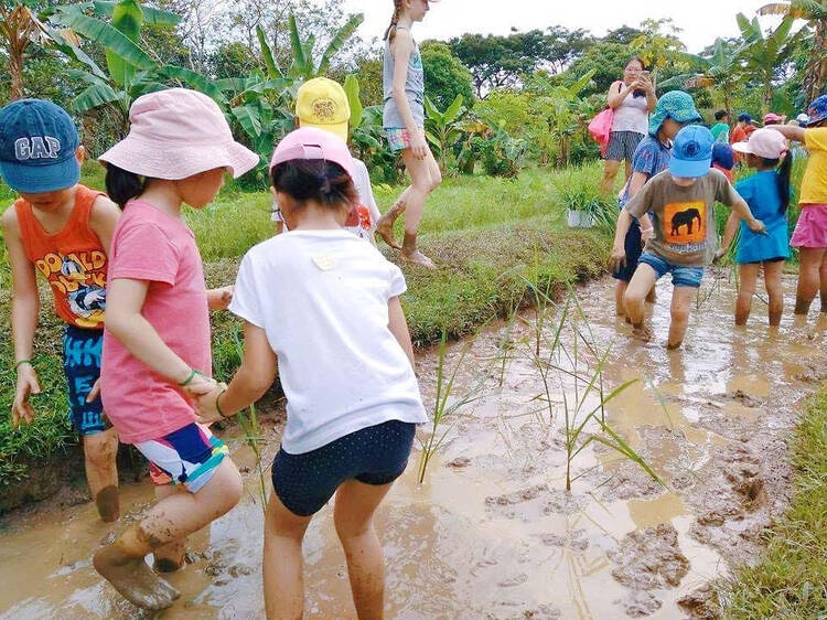 Nurture little green fingers at Bollywood Farms