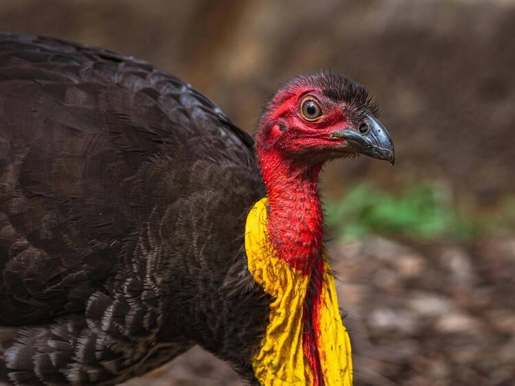 Sydney brush turkey populations have skyrocketed – they're now thriving in 312 suburbs