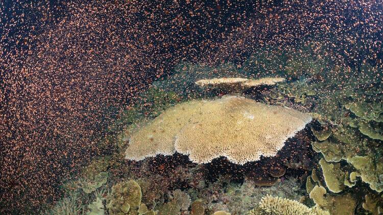 Coral spawning