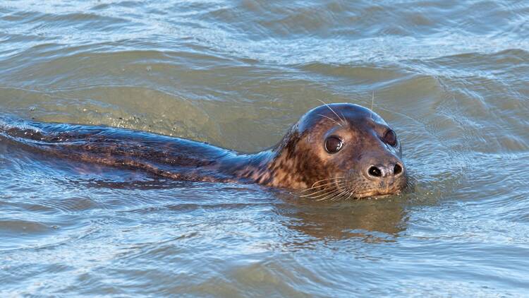 A seal in the River Thames