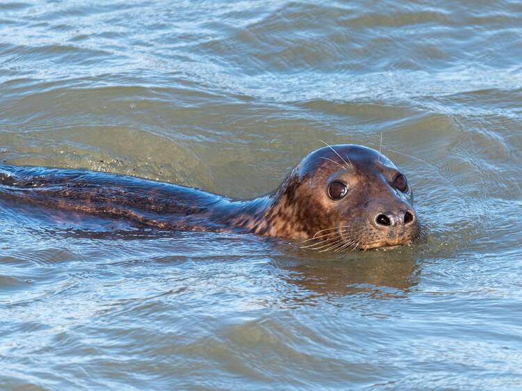 Seals in the River Thames might become the ‘new normal’